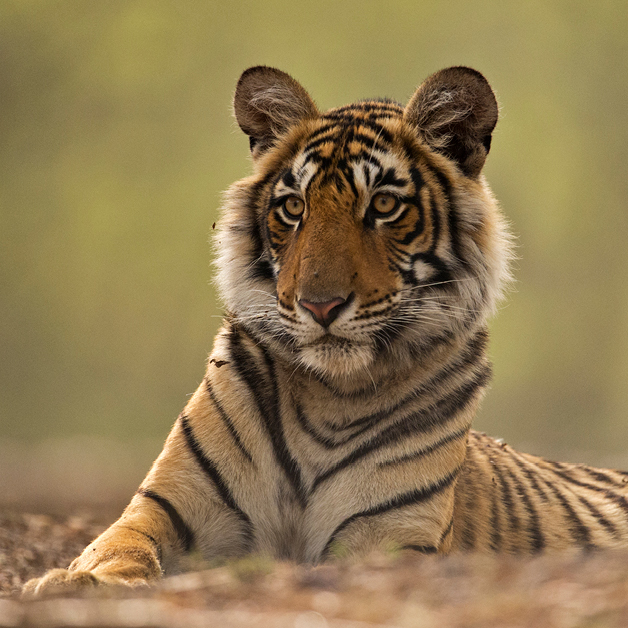 Ranthambore National Park