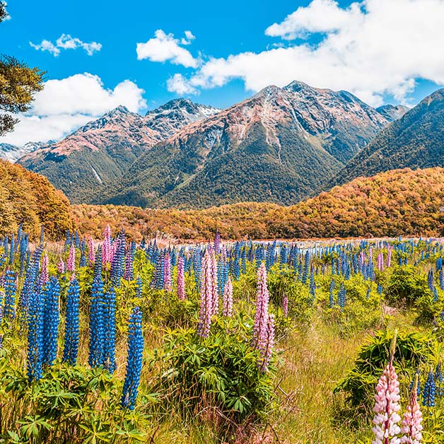 Fiordland