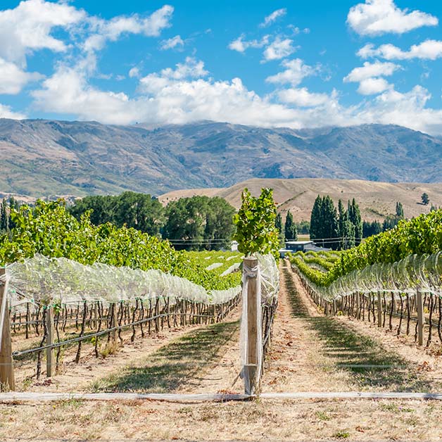 Gibbston Valley