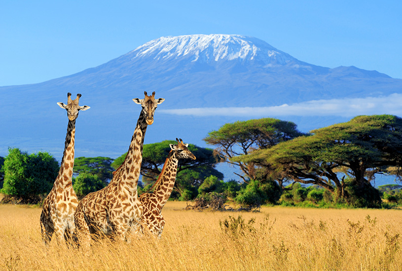 Giraffes, Kenya