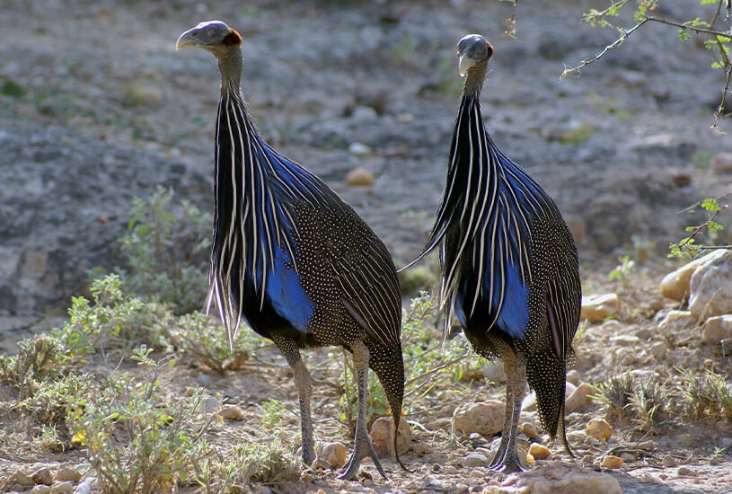 Shabia, Kenya